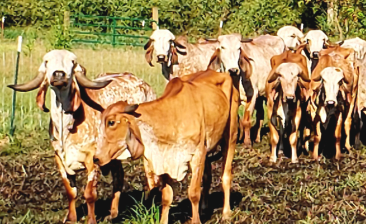 Cow – The Worshipable Animal