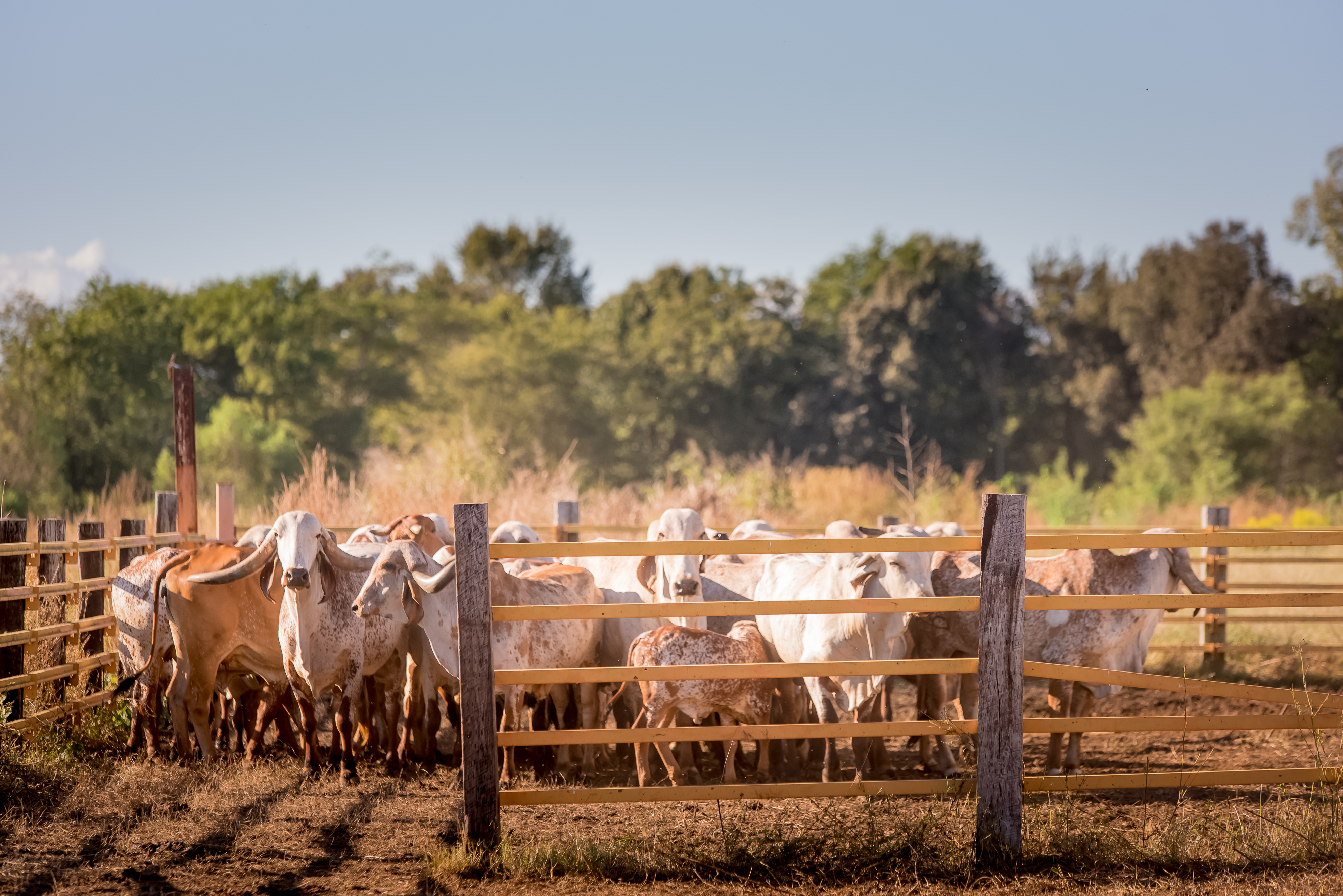 Desi cows at S3 Gaushala