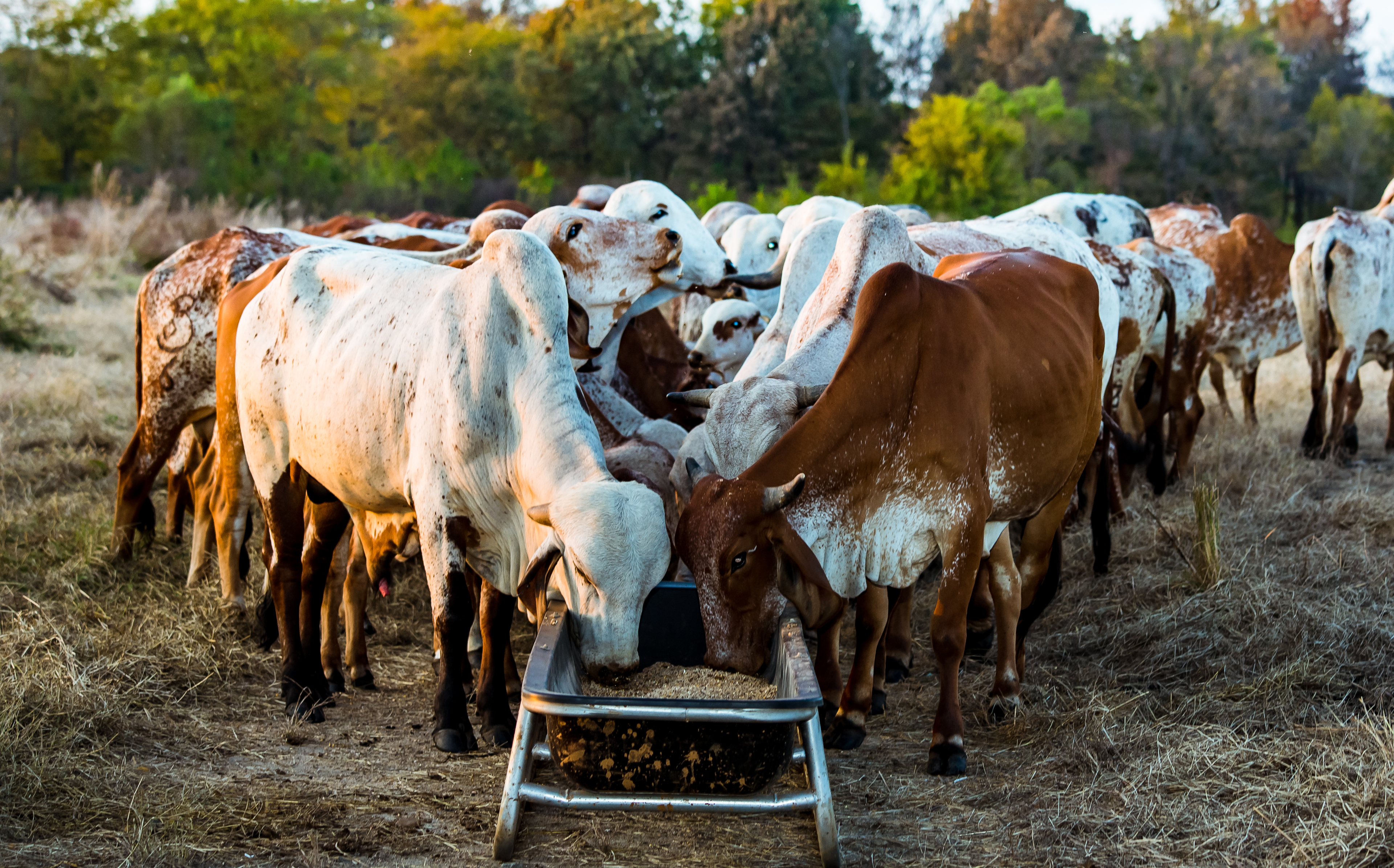 Volunteer caring for cows at the gaushala